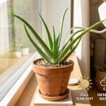 Aloe Vera Plant Verzorging: Complete Gids Binnen & Buiten