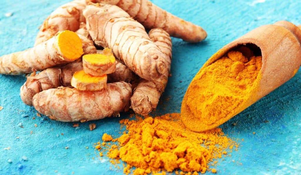 curcuma plant