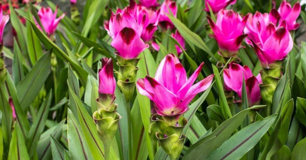 Curcuma Plant Verzorging en Werking: Alles Wat Je Moet Weten