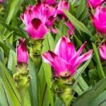 Curcuma Plant Verzorging en Werking: Alles Wat Je Moet Weten