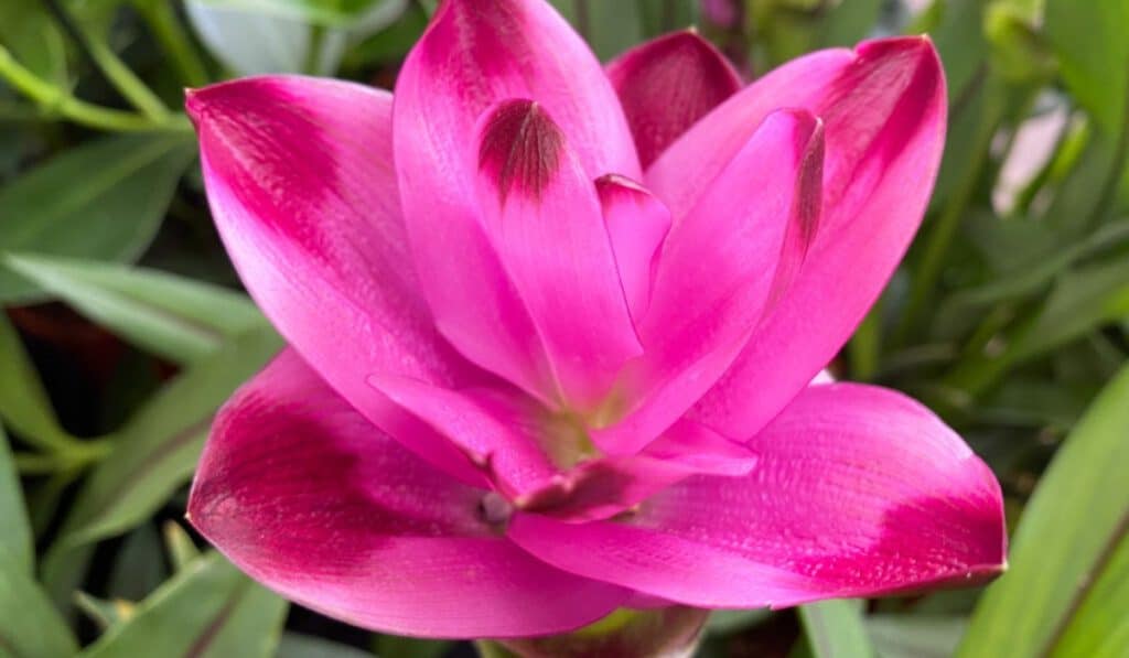 Curcuma Plant