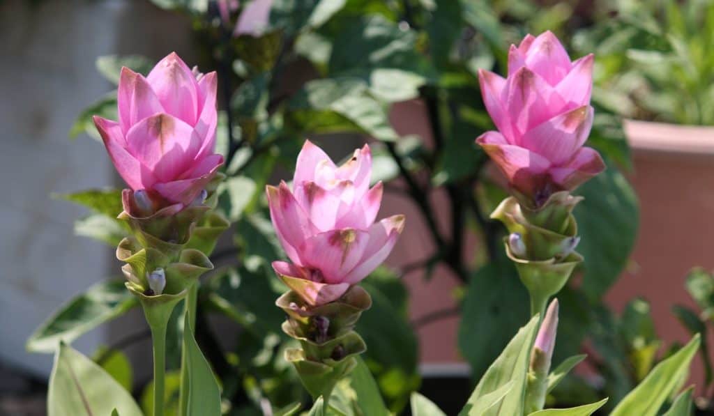 Curcuma Plant