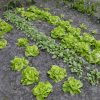 Leg een moestuin aan